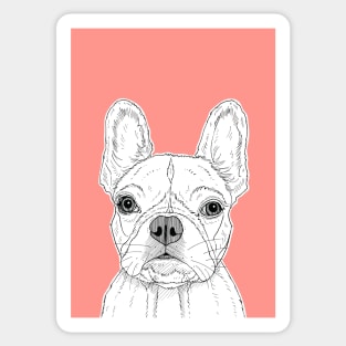 French Bulldog Portrait ( coral background ) Sticker